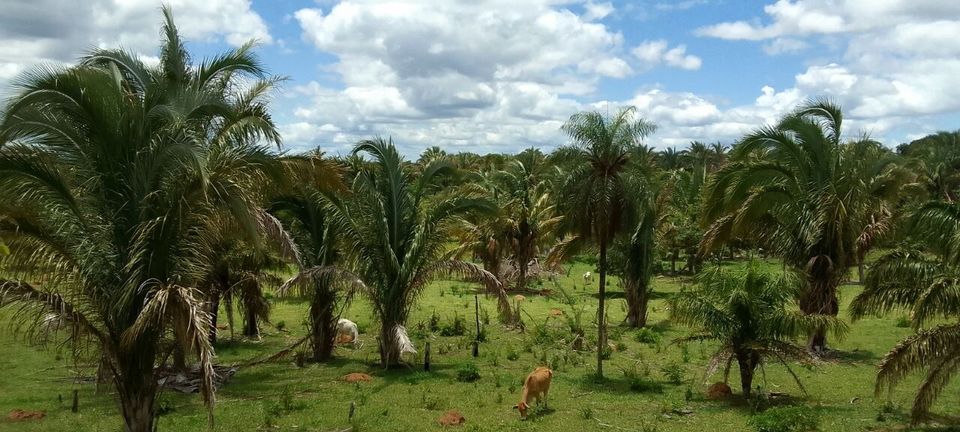 Bolivien Land zu Verkaufen Auswandern in Schönhorst