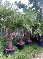 Palme hanfpalme - trachycarpus fortunei 150/175cm Hessen - Dreieich Vorschau