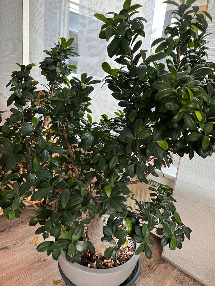 Zimmerpflanze groß Ficus Ginseng 15 Jahre in Idar-Oberstein