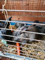 Kaninchen abzugeben Niedersachsen - Walchum Vorschau