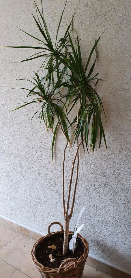 Dracena, Drachenbaum mit Weidenkorb Übertopf und Deko in Neuwied