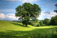 Wiese, Wald, Streuobstwiese Bayern - Herzogenaurach Vorschau