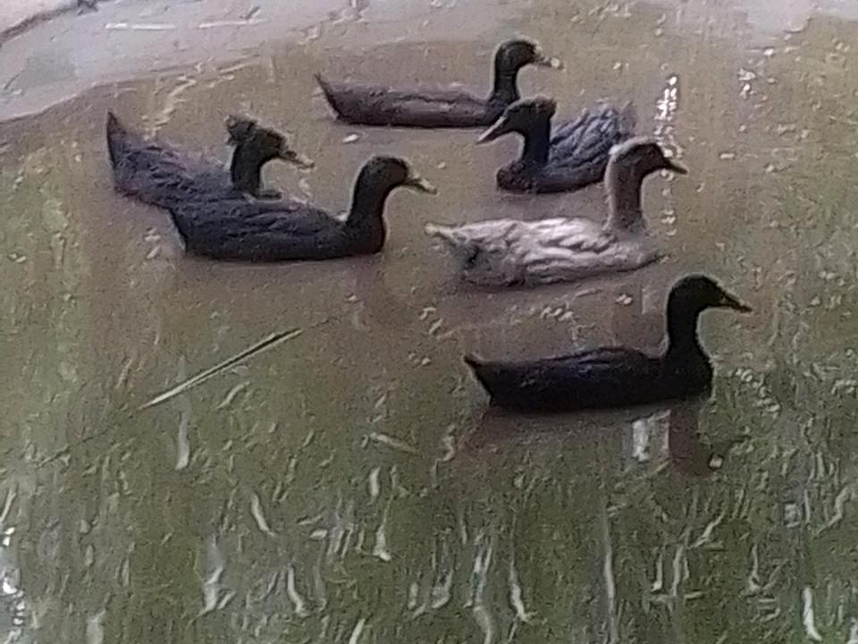 kalkmurmeln Enten Cayuga Pommernenten Schopfenten Laufenten in Mühldorf a.Inn