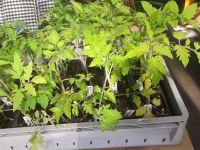 Pflanzen: Tomaten, Chili, Andenbeere Niedersachsen - Winsen (Luhe) Vorschau
