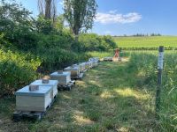 Bienenableger ab Juni 2024 zu verkaufen Rheinland-Pfalz - Saulheim Vorschau