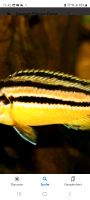Melanochromis Auratus Nachzuchten und andere Malawii s Saarland - Neunkirchen Vorschau