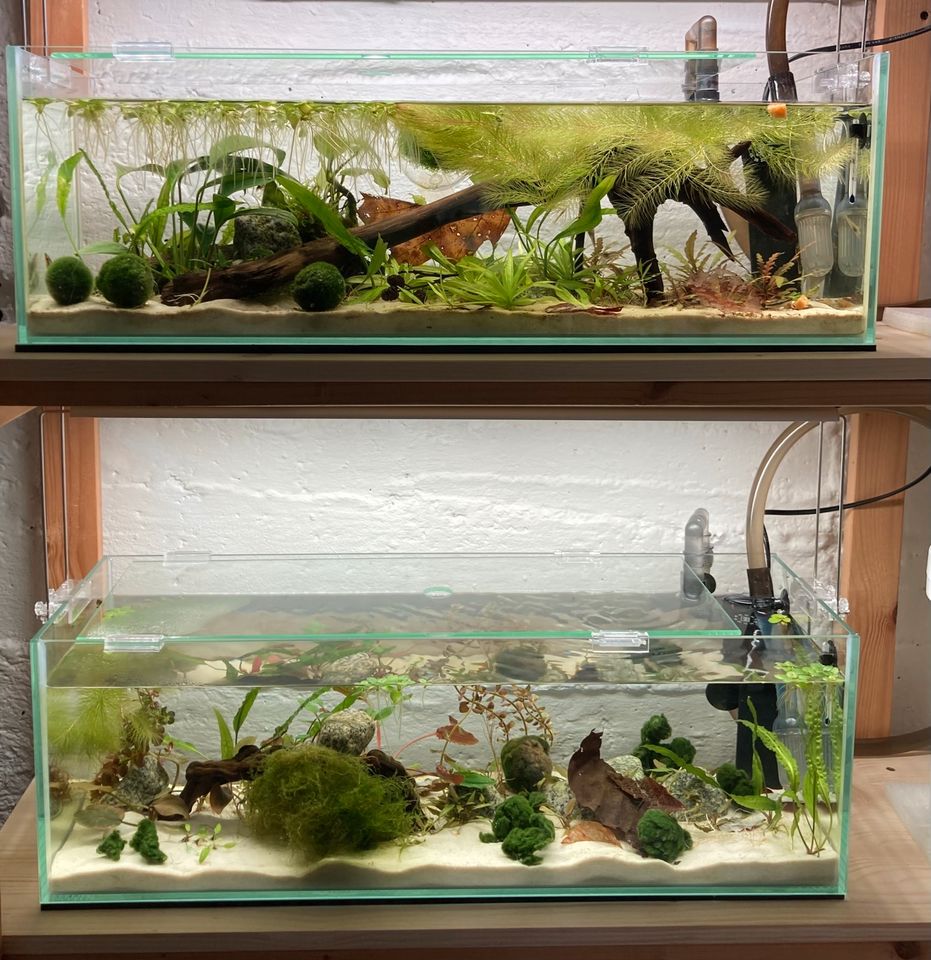 Sondermaß Aquarium mit Außenfilter in Moos