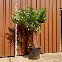 Trachycarpus Fortunei 50/60 Chinesische Hanfpalme Nordrhein-Westfalen - Delbrück Vorschau