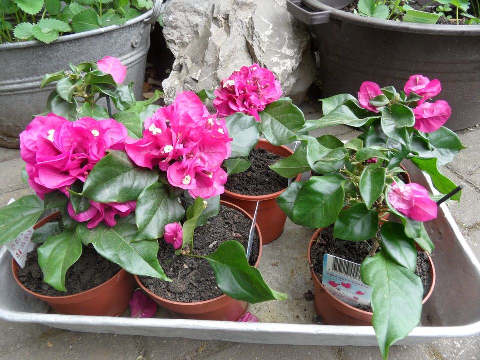 Bougainvillea in Pink , schöne kräftige Pflanzen in Plaidt