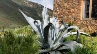 2 × Blaue Agave americana   *Ableger 15 - 20 cm Bayern - Günzburg Vorschau