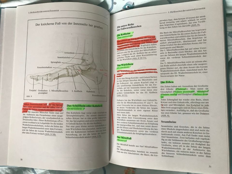 Spezielle Anatomie des Beines Podologische Dermatologie in Weiden (Oberpfalz)