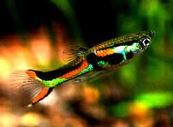 Endler Guppys extrem farbig ! Top Tiere reinerbig 1,25€ in Eisenach