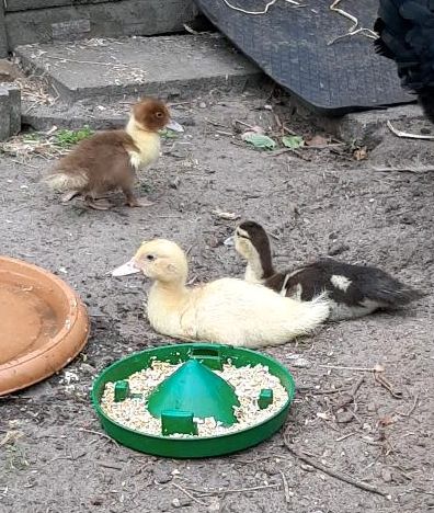 Enten Küken Warzenenten Flugenten Stummenten in Munster