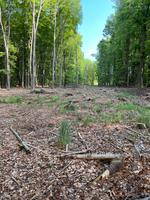 Waldgrundstück Waldstück Wald Rheinland-Pfalz - Grafschaft Vorschau