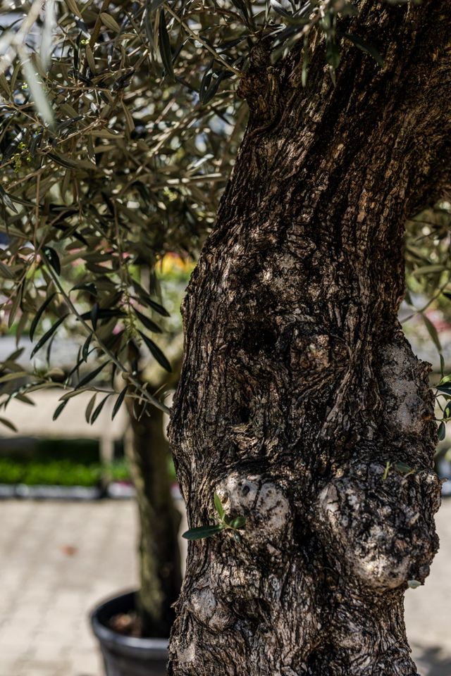 ❗❗Olivenbaum olea europaea XL Baum❗❗ in Wesel