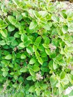 Oregano bio Ableger winterhart Garten Pflanze Kräuter Nordrhein-Westfalen - Olfen Vorschau