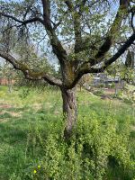 Pflaumenbaum Ableger Thüringen - Ilmenau Vorschau