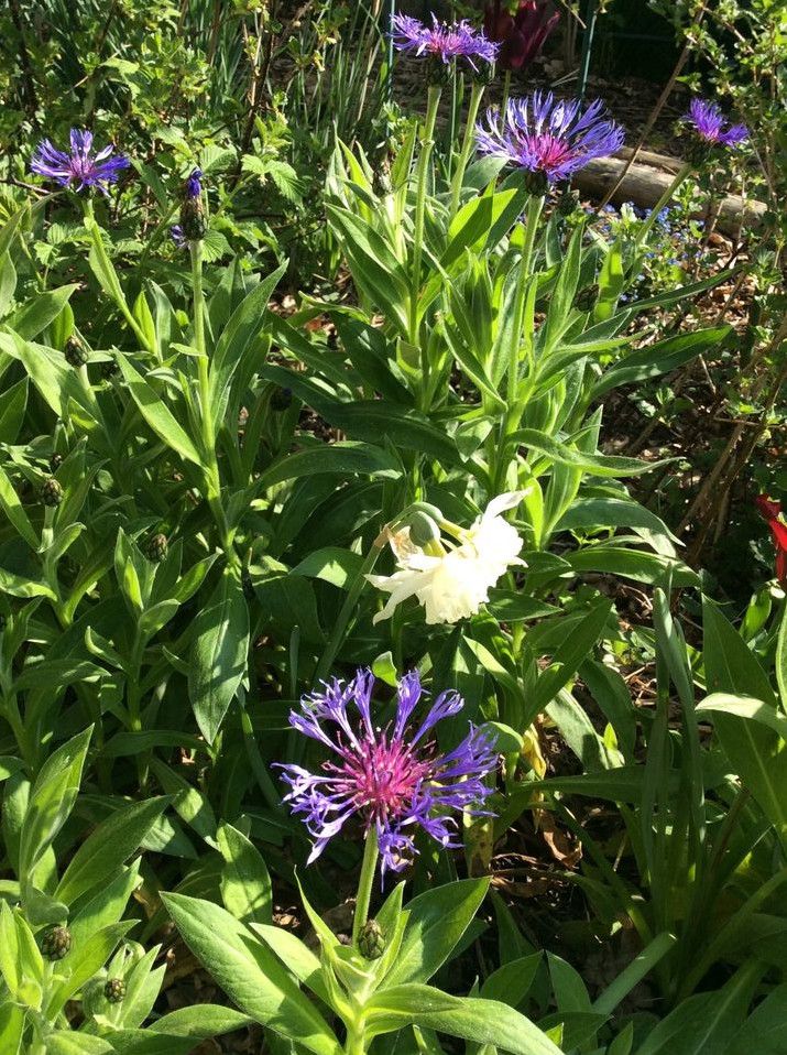 Bioblume: Blaue Bergflockenblume in Dossenheim