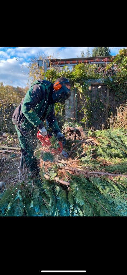 Gartenpflege/ Heckenschnitt/ Baumfällung/ Zaunbau/ Pflastersteine in Königslutter am Elm