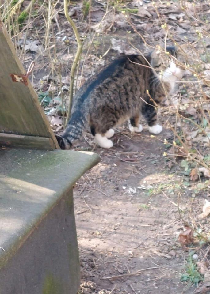 Katzenfutter für Streuner in Goldberg