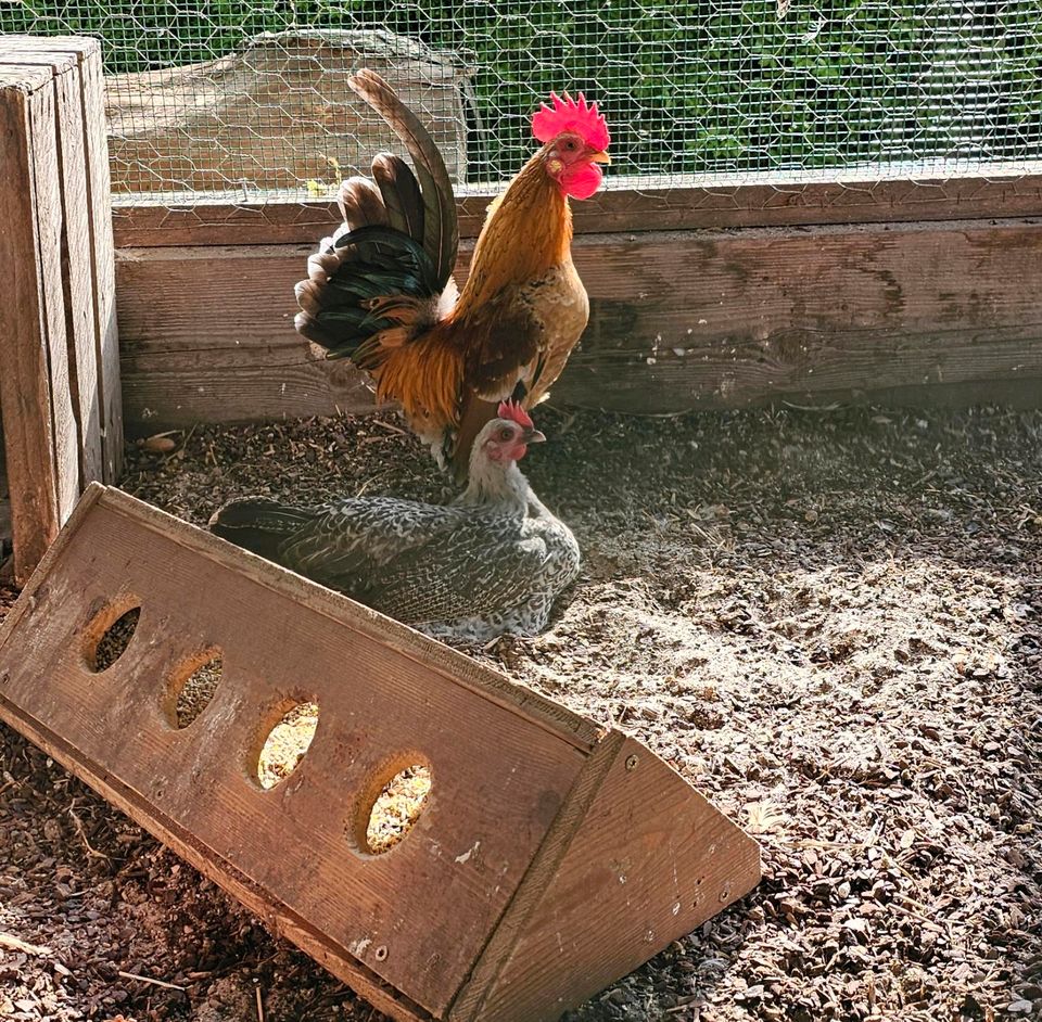 Serama Ayam Pärchen in Burgwedel