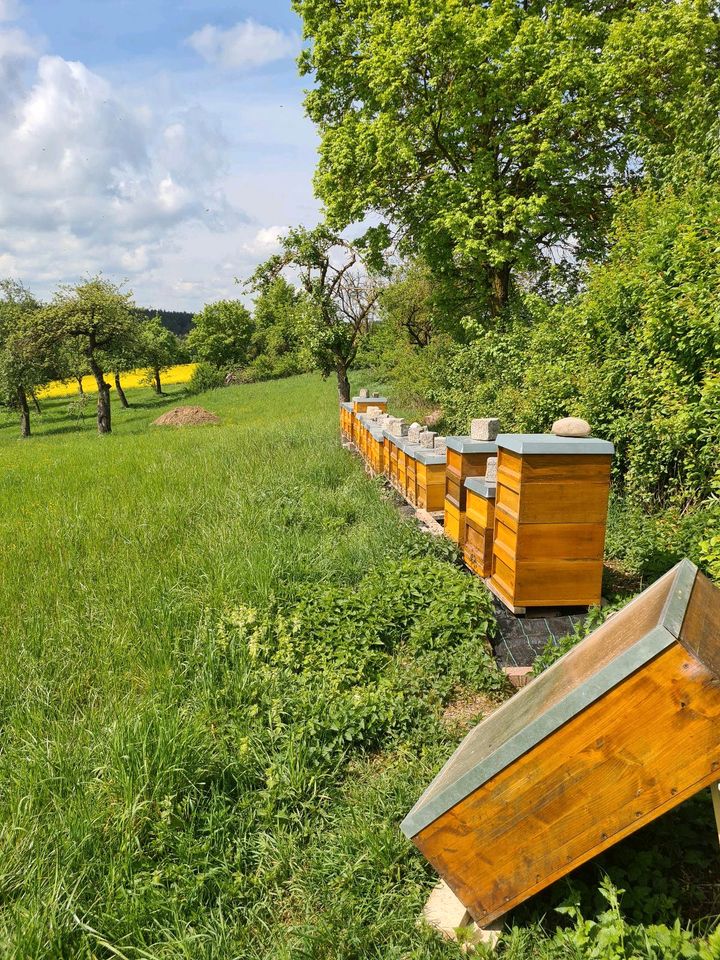 Bienenvölker Zander in Ulm