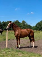 10-jährige Westfalen-Stute Niedersachsen - Oldenburg Vorschau