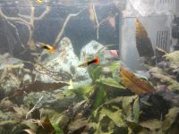 Guppy Männchen und Weibchen Kreis Ostholstein - Fehmarn Vorschau