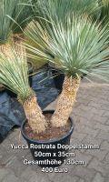 Yucca Rostrata Doppelstamm Brandenburg - Bernau Vorschau