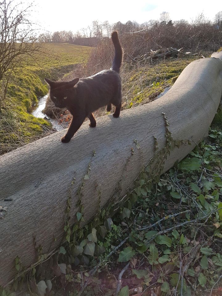 Kater Blacky seit 4.3. vermisst in Ibbenbüren