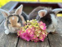 Kaninchen, Zwergkaninchen, NHD Widder Babys Nordrhein-Westfalen - Kürten Vorschau