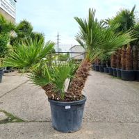 Chamaerops Humilis bis 400€ winterharte Zwergpalmen -12°C Palme Nordrhein-Westfalen - Oberhausen Vorschau