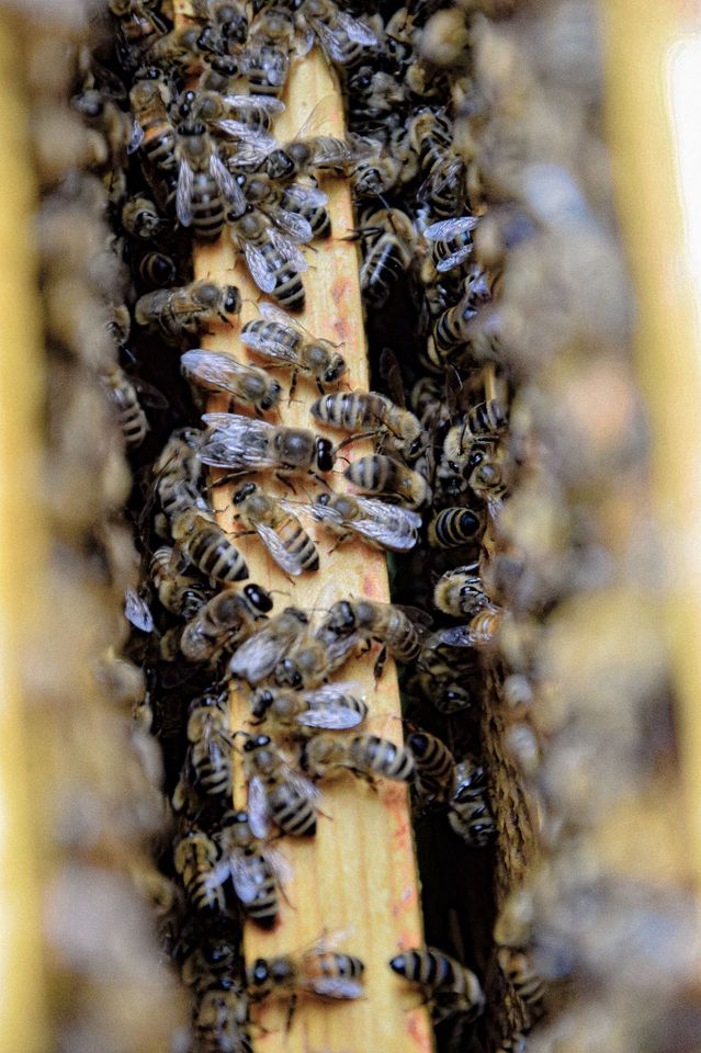 Bienenvölker Tanus-Zander in Schmallenberg