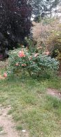 Rose Strauchrose Beetrose Kletterrose Pflanze Rheinland-Pfalz - Frankenthal (Pfalz) Vorschau