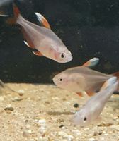 Hyphessobrycon bentosi / Schmucksalmler White Fin Häfen - Bremerhaven Vorschau