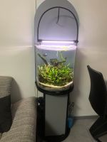 Aquarium Aquascape Einzelstück inkl. Besatz Tetra JBL Top Zustand Nordrhein-Westfalen - Iserlohn Vorschau