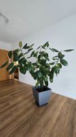 Große Zimmerpflanze Gummibaum (Ficus elastica), gesund Bayern - Roth Vorschau