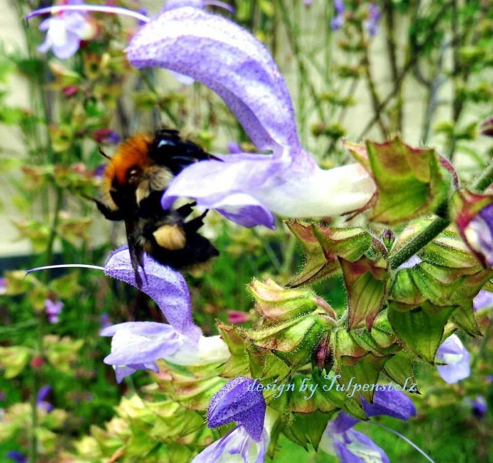 ♥ Salvia Forskaohlei blau Honig Salbei Samen,winterharte Staude in Hamburg