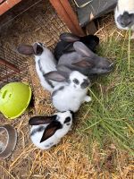 Deutsche Riesen Kaninchen Niedersachsen - Kirchlinteln Vorschau
