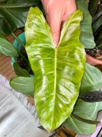 Philodendron Paraiso Verde Essen - Essen-Kettwig Vorschau