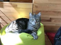 Katze vermisst —  Er ist wieder zu Hause  Sachsen - Grimma Vorschau