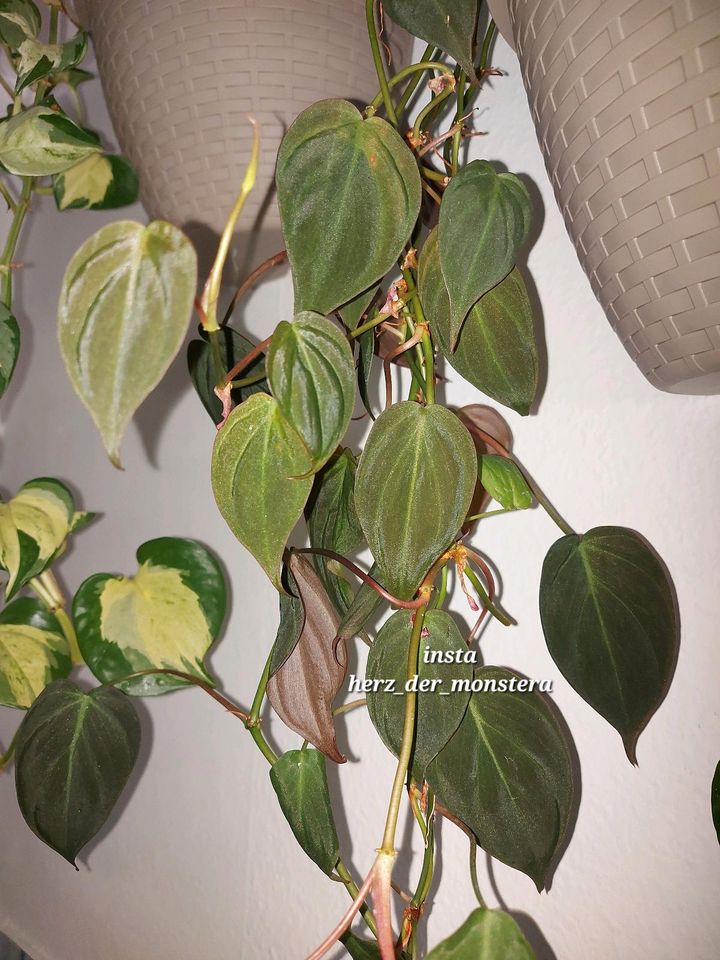 Philodendron " micans " efeutute pothos epipremnum scindapsus pla in Deggendorf