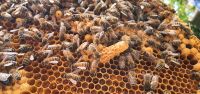 Bienenvolk Ableger 3, 5 oder 11 Rähmchen DN oder Langstroth Aachen - Aachen-Mitte Vorschau