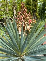 ❤️Yucca Palme Gartenpalme  winterhart Palmlilie ❤️ Nordrhein-Westfalen - Gelsenkirchen Vorschau