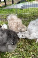 US-Silkies Seidenhühner Mottled Schoko Blautöne BlaueEier Küken Bad Doberan - Landkreis - Rövershagen Vorschau