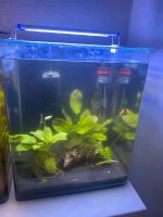 Dennerle NanoCube Aquarium Kreis Ostholstein - Ratekau Vorschau