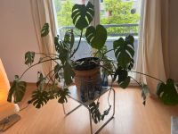 monstera deliciosa Innenstadt - Köln Altstadt Vorschau