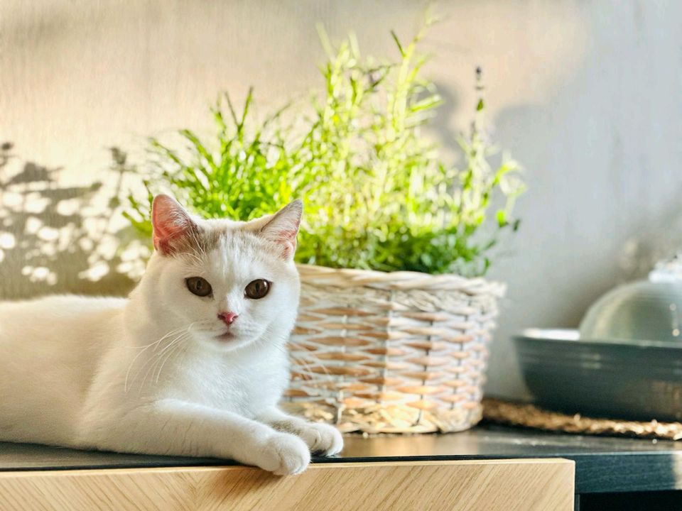 2 BKH Katzen 2 Jahre white van aus zucht mit Stammbaum, kastriert in Blankenfelde-Mahlow