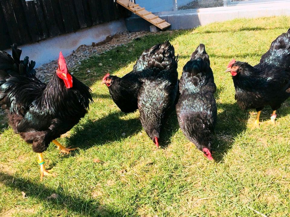 Bruteier der Großen Schwarzen Barnevelder Hühner in Wirsberg