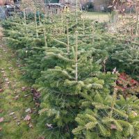 Weihnachtsbäume im Topf aus Mönchengladbach Nordrhein-Westfalen - Mönchengladbach Vorschau